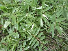Sanguisorba dodecandra