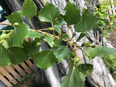 Populus × canadensis