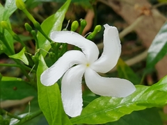 Trachelospermum jasminoides