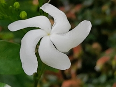 Trachelospermum jasminoides