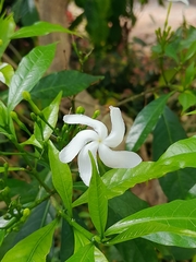 Trachelospermum jasminoides