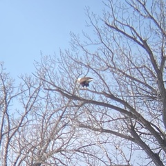 Haliaeetus leucocephalus