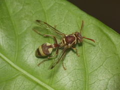Ropalidia variegata