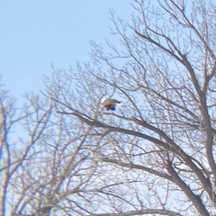 Haliaeetus leucocephalus