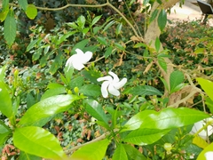 Trachelospermum jasminoides