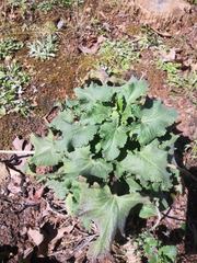 Brassica oleracea viridis