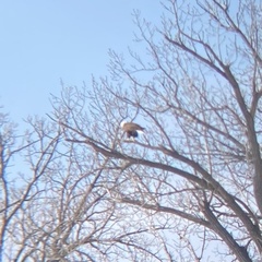 Haliaeetus leucocephalus