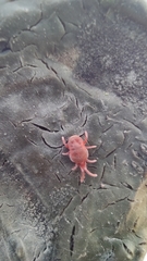 Allothrombium fuliginosum