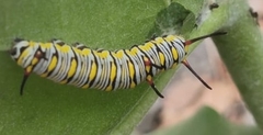 Danaus chrysippus