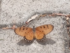 Acraea terpsicore