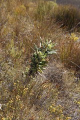 Hermas villosa