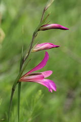 Gladiolus italicus