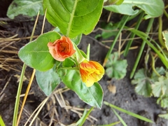 Oenothera epilobiifolia