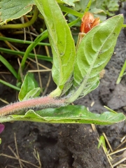 Oenothera epilobiifolia