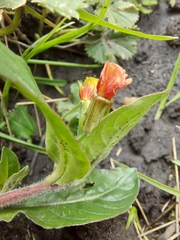 Oenothera epilobiifolia