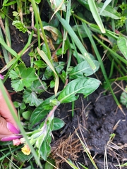 Oenothera epilobiifolia