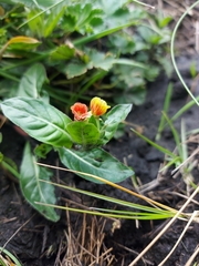 Oenothera epilobiifolia