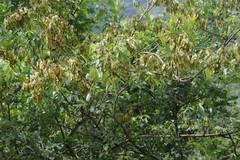 Dalbergia obovata