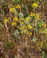 Ferula caspica