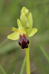 Ophrys fusca funerea