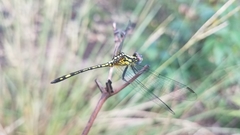 Neodythemis