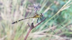 Neodythemis
