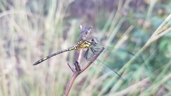 Neodythemis