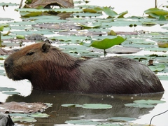 Hydrochoerus hydrochaeris