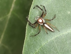 Telamonia dimidiata