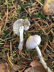 Inocybe pudica