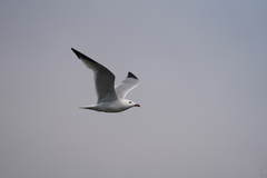 Ichthyaetus audouinii