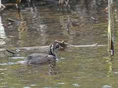 Tachybaptus ruficollis