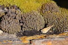Hypodontium
