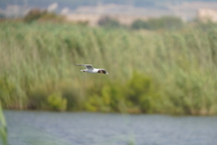 Chroicocephalus ridibundus