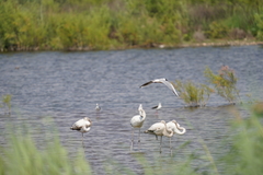 Phoenicopterus roseus