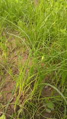 Allium schoenoprasum