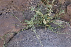 Nanorrhinum acerbianum