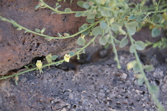 Nanorrhinum acerbianum