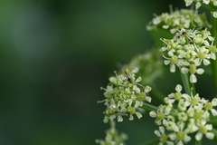 Diptera