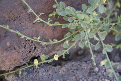 Nanorrhinum acerbianum