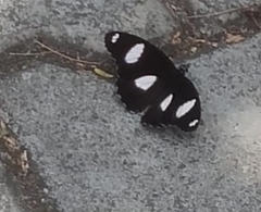 Hypolimnas misippus