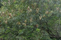 Dalbergia obovata