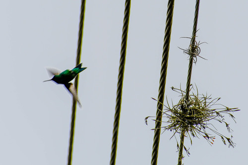 Tillandsia recurvata