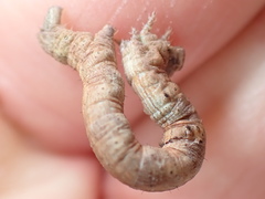 Peribatodes umbraria