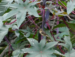 Sporophila luctuosa