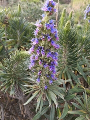 Echium candicans
