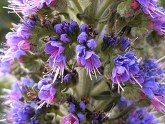 Echium candicans