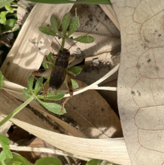 Anurogryllus arboreus