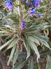 Echium candicans