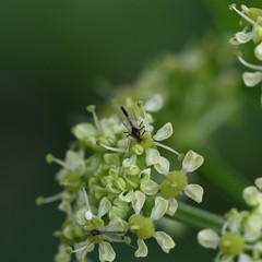 Diptera